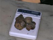 Truffle