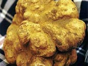 White Truffle